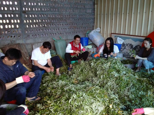 有機栽種的艾草