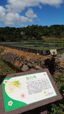 三芝特有的茭白筍田